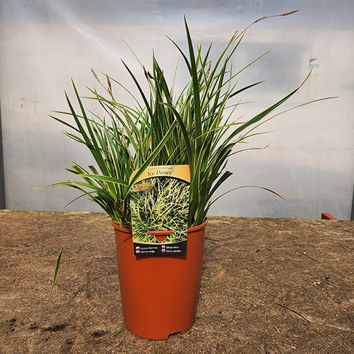 Morrow's Sedge ‘Ice Dance'  4L