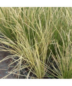 Tufted Hair Grass ‘Northern Lights'  4L