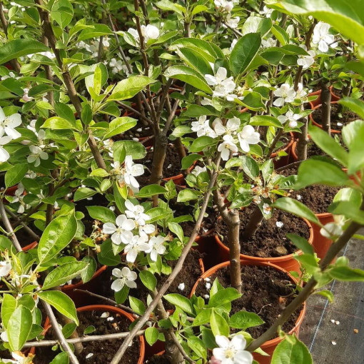 Mini Patio - Apple Tree Delegrina, container 4L
