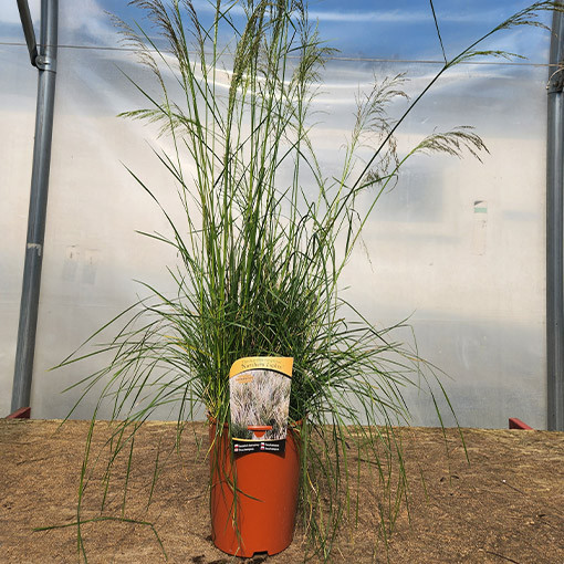 Tufted Hair Grass ‘Northern Lights'  4L