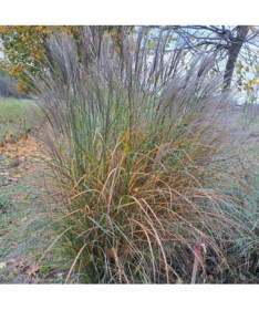 Chinese Silvergrass ‘Silberspinne'  4L