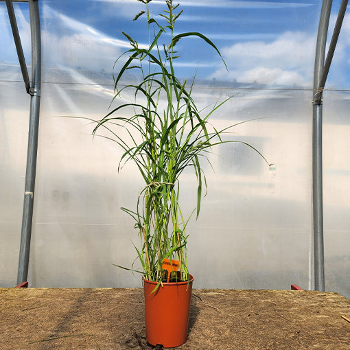 Chinese Silvergrass ‘Silberspinne'  4L