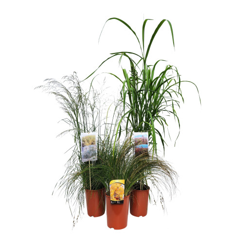 Chinese Silvergrass ‘Silberspinne'  4L