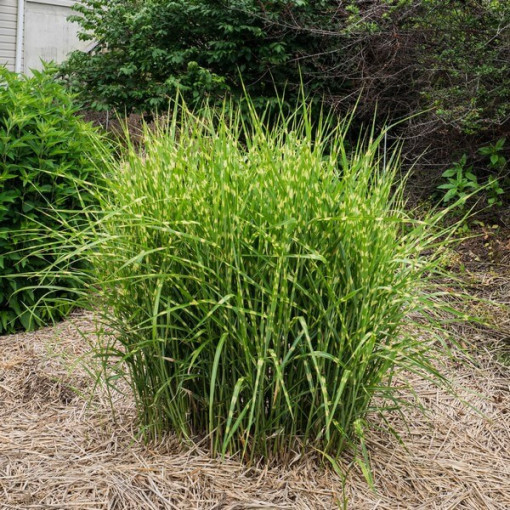 Chinese Silvergrass ‘Zebrinus'  4L