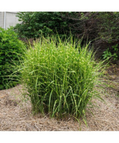 Chinese Silvergrass ‘Zebrinus'  4L