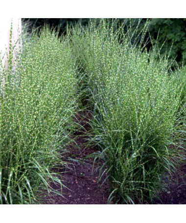 Chinese Silvergrass ‘Zebrinus'  4L