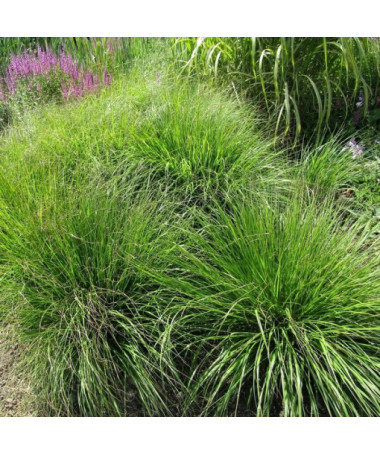 Japanese Fountain Grass ‘Viridescens'  4L