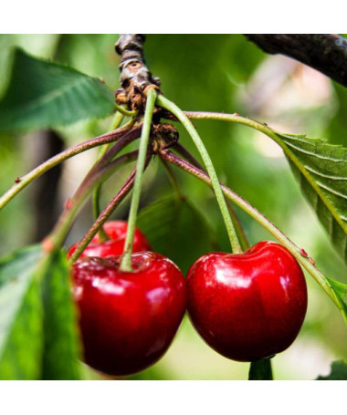 Mini Patio - Cherry Tree Carmine Jewel, container 4L