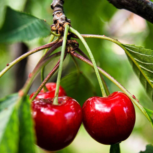 Mini Patio - Cherry Tree Carmine Jewel, container 4L