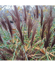 Chinese Silvergrass ‘New Hybrid'  4L