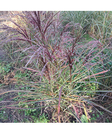 Chinese Silvergrass ‘New Hybrid'  4L