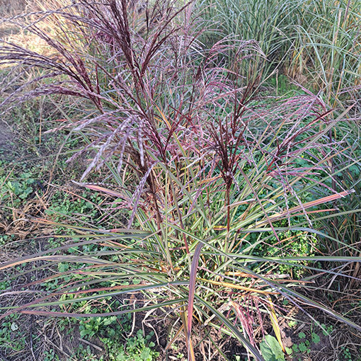 Chinese Silvergrass ‘New Hybrid'  4L