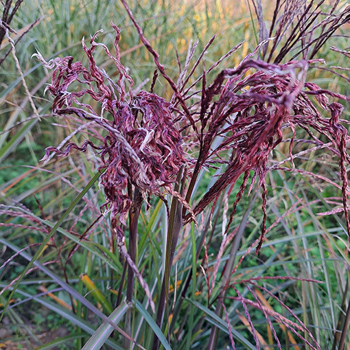 Chinese Silvergrass ‘New Hybrid'  4L