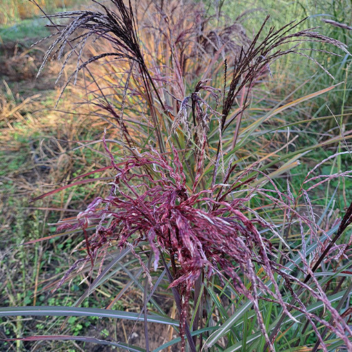 Chinese Silvergrass ‘New Hybrid'  4L