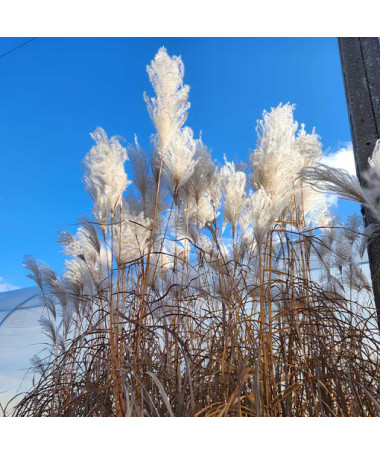 Chinese Silvergrass ‘Memory'  4L
