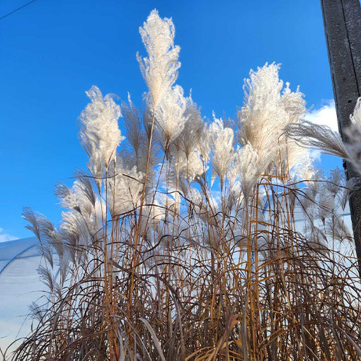 Chinese Silvergrass ‘Memory'  4L