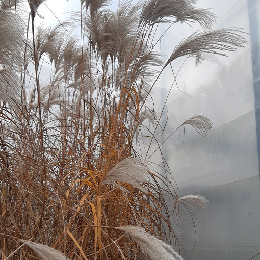 Chinese Silvergrass ‘Memory'  4L