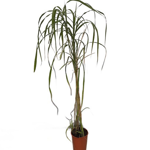 Chinese Silvergrass ‘Memory'  4L