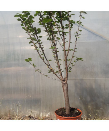 Mini Patio - Cherry Tree Carmine Jewel, container 4L