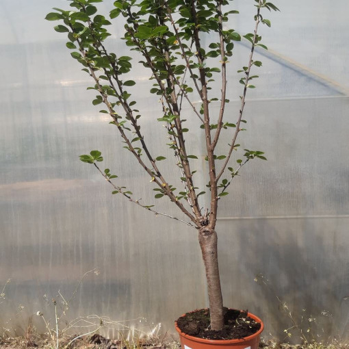 Mini Patio - Cherry Tree Carmine Jewel, container 4L