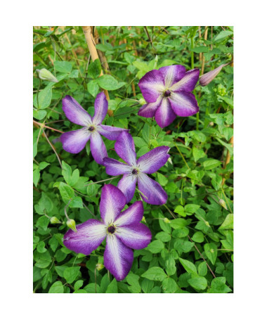 Clematis ‘Venosa Violacea'  4L