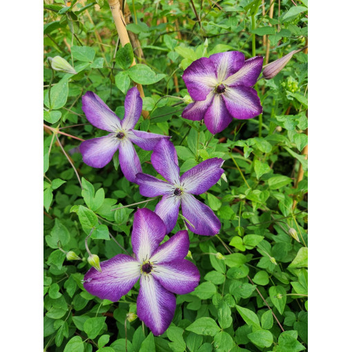 Clematis ‘Venosa Violacea'  4L