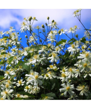Clematis Paul Farges (botanical, fragrant)  4L
