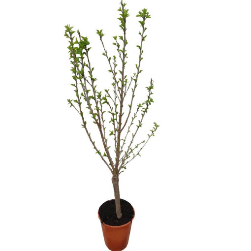Mini Patio - Cherry Tree Carmine Jewel, container 4L