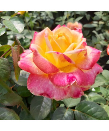 Large‑flowered Rose ‘Desse'  4L