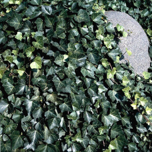 Ivy ‘Thorndale'  2L