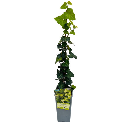 Ivy ‘Thorndale'  2L