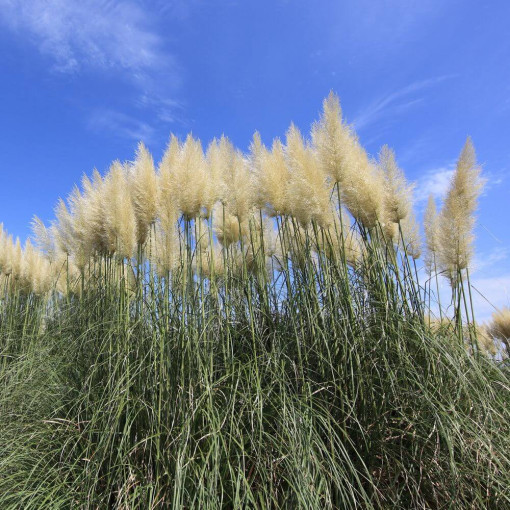 Pampas Grass ‘Selloana'  2L