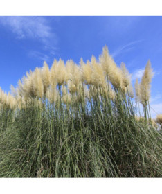 Pampas Grass ‘Selloana'  2L