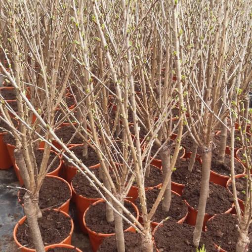 Mini Patio - Cherry Tree Carmine Jewel, container 4L