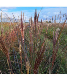 Chinese Silvergrass ‘Gracillimus'  2L