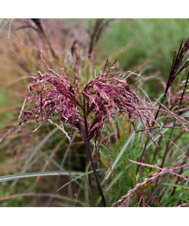 Chinese Silvergrass ‘Little Miss'  2L