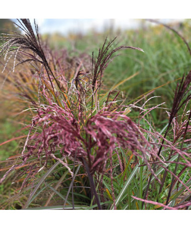 Chinese Silvergrass ‘Little Miss'  2L