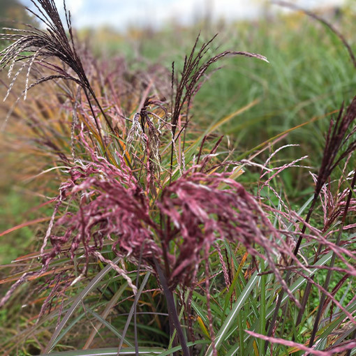 Chinese Silvergrass ‘Little Miss'  2L