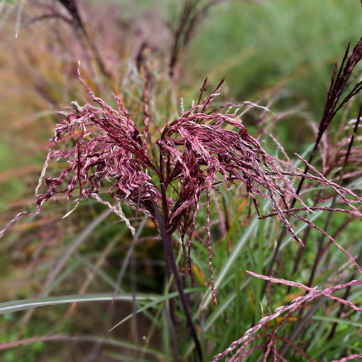 Chinese Miscanthus ‘Little Miss' pot. P9/C1