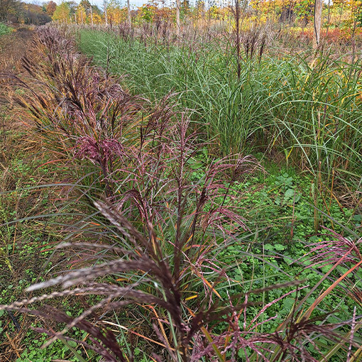 Chinese Miscanthus ‘Little Miss' pot. P9/C1