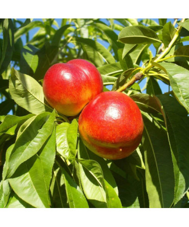 Mini Patio - Nectarine Rubis, container 4L