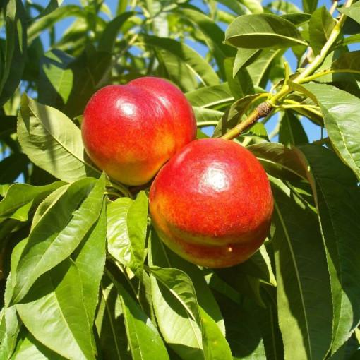 Mini Patio - Nectarine Rubis, container 4L
