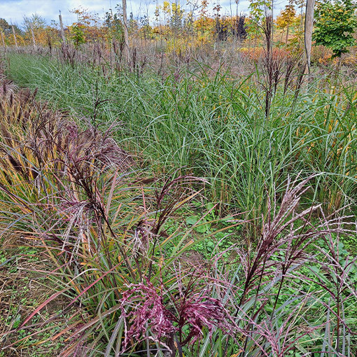 Chinese Miscanthus ‘Little Miss' pot. P9/C1