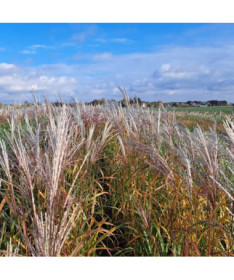 Chinese Miscanthus ‘Adagio'  2L
