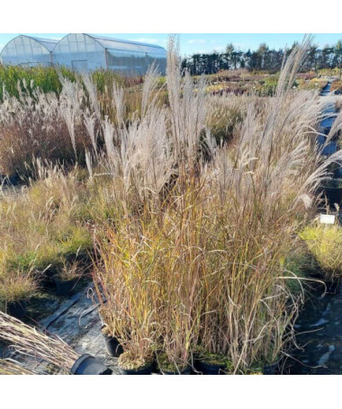 Chinese Miscanthus ‘Adagio'  2L