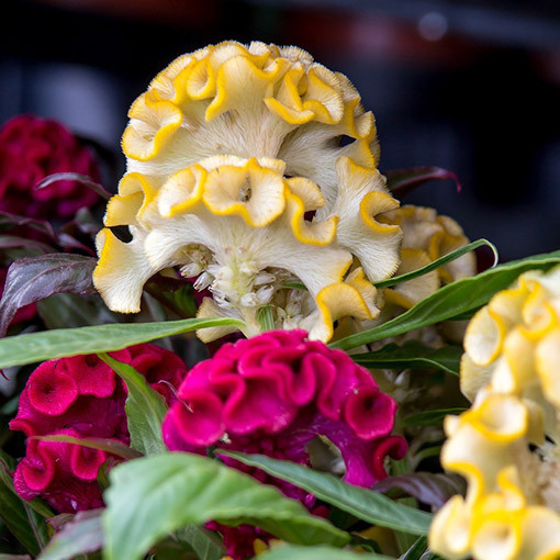 Cockscomb Celosia MIX of colours