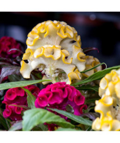 Cockscomb Celosia MIX of colours