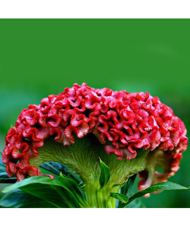 Cockscomb Celosia MIX of colours