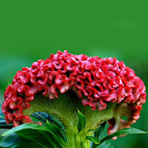 Cockscomb Celosia MIX of colours
