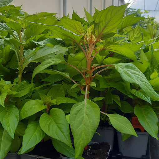Cockscomb Celosia MIX of colours